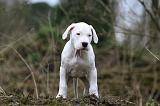 DOGUE ARGENTIN 328
